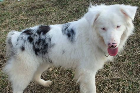 Berger Australien Blanc Envahissant Ou Double Merle Berger Australien Passion