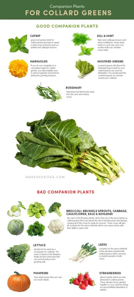 Best And Worst Companion Plants For Collard Greens