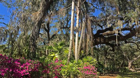 Best Places To Take Photographs In Orlando Dickson Azalea Park