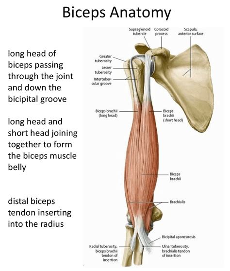 Bicep Muscle Long Head