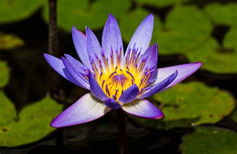 Blue Water Lily Psychedelic