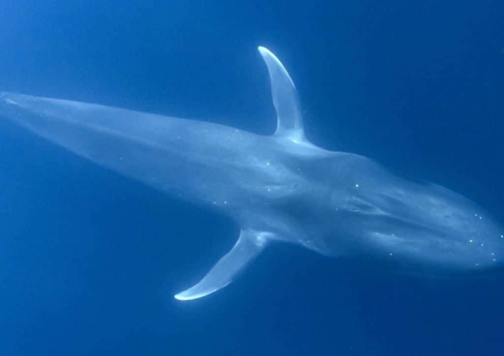 Blue Whale A Z Animals