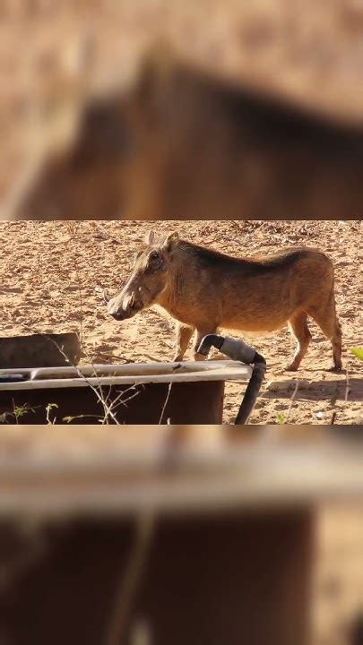 Bowhunting Warthog In South Africa It Happens So Fast