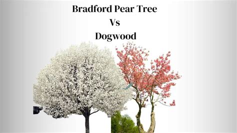 Bradford Pear Tree Vs Dogwood 5 Notable Differences Everything