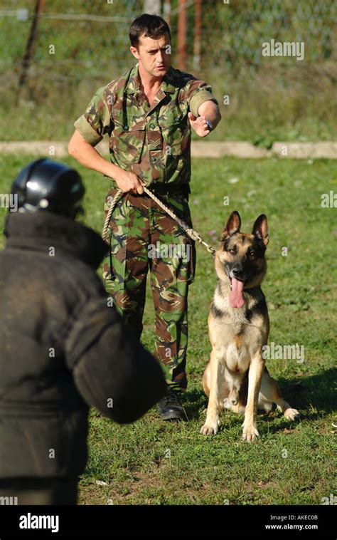 British Army Dog Handler During A Training Exercise Stock Photo Alamy