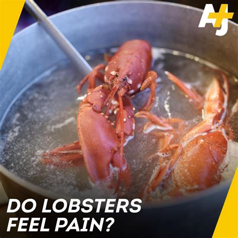 Can Lobsters Feel Pain