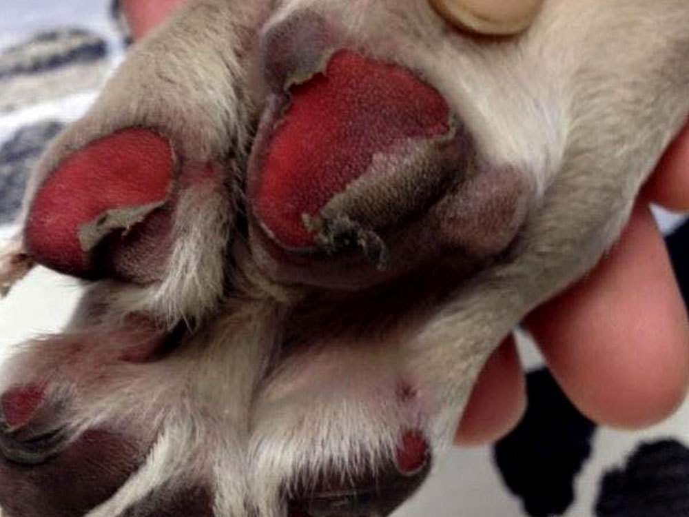 Can Salt Hurt Dogs Paws