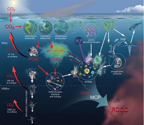 Carbon Remineralization: The Complete Deep Sea Guide