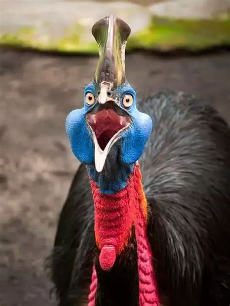 Cassowary Nightmare Fuel