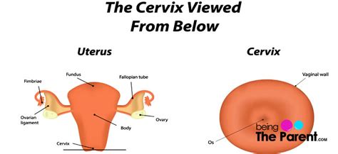 Cervical Length Why Does It Matter During Pregnancy Being The Parent