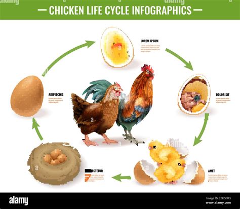 Chick Development Drawing-4