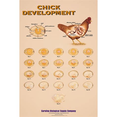 Chick Development Drawing-6