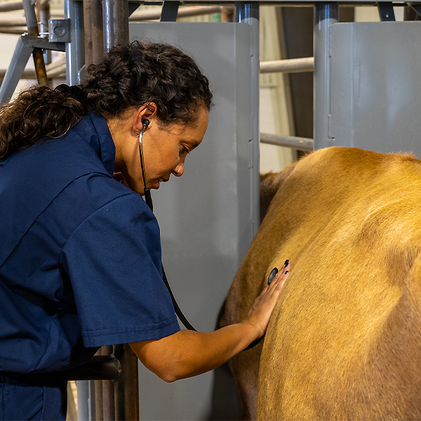 Clinical Experiential Learning At Texas Tech School Of Veterinary