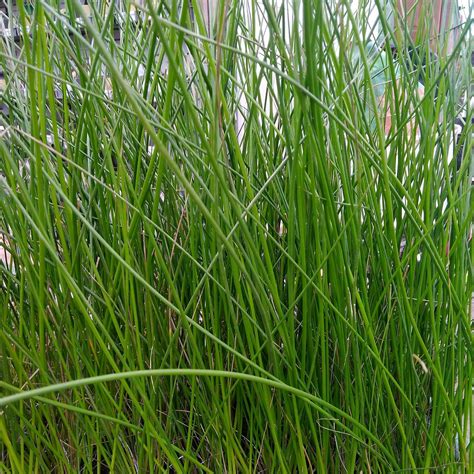 Common Or Soft Rush Juncus Effusus Native Marginal Plant Wetland