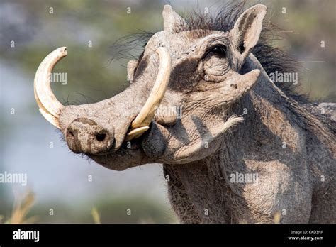 Common Warthog Tusks Adw Phacochoerus Africanus Information