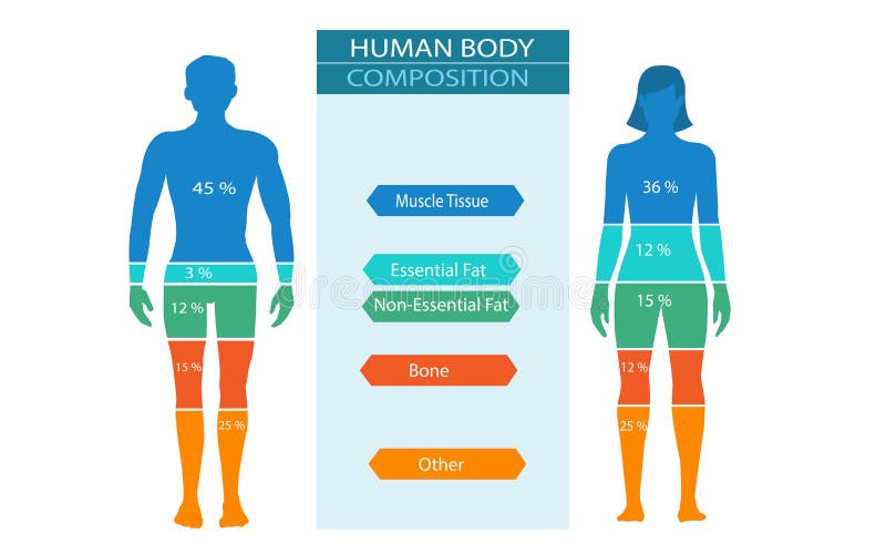 Comparison Of Healthy Male And Female Body Composition Human Body