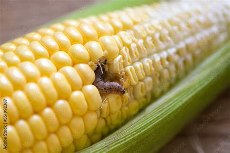 Corn Worm Caterpillar Corn Borer Important Pest Of Corn Crop Agricultural Problems Pest And