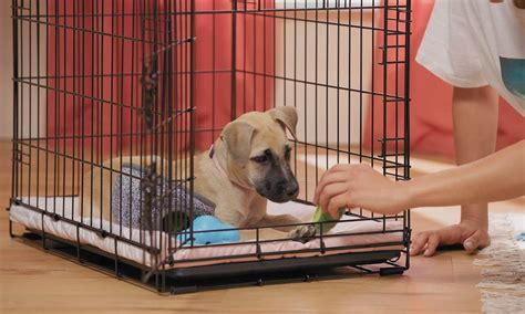 Crate Train A Puppy 7 Easy Tips To Give Your Puppy A Safe Space