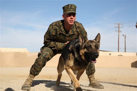 Design The Ultimate Marine Dog Handler 7 Tips Now Alert Data