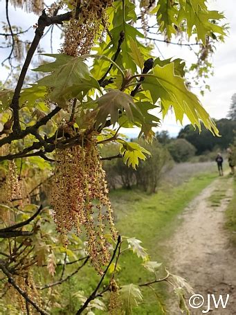 Design The Ultimate Quercus Kelloggii Seed Guide Now Media Rpgsite