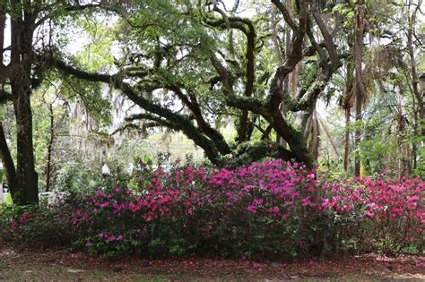 Dickson Azalea Park City Of Orlando