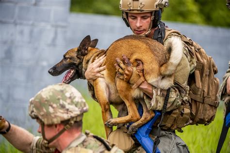 Dogs Handlers From Across Us Army Train At Fort Benning For Deployment