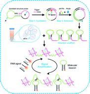 Dumbbell Structure Probe Triggered Rolling Circle Amplification Rca Based Detection Scaffold