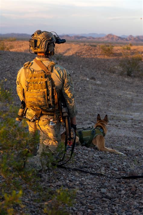 Dvids Images Marsoc Multi Purpose Canine Handlers Conduct Desert