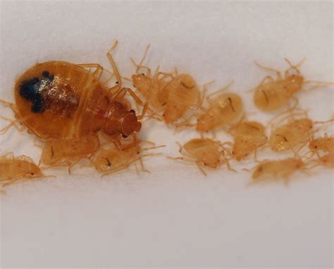 Early Signs Of Bed Bugs Infestation Signs Cryonite Com