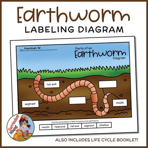 Earthworm Diagram For Kids