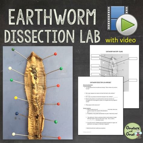 Earthworm Dissection Lab Answers Schoolworkhelper