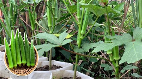 Easy Tips To Grow Okra In Bag From Seeds Till Harvest Youtube