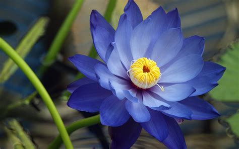 Egyptian Blue Lotus Flower