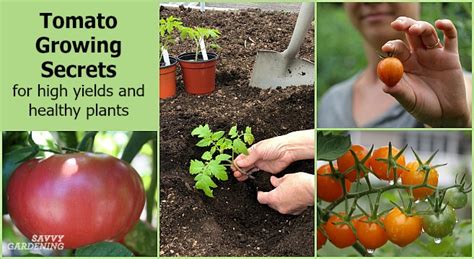 Everything You Need To Know About Growing Tomatoes