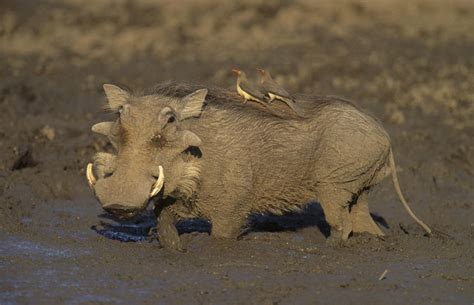 Fast Facts About Warthogs