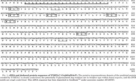 Figure 1 From Molecular Cloning And Enzymatic Characterization Of A Udp Galnac Glcnac Cid 1 R