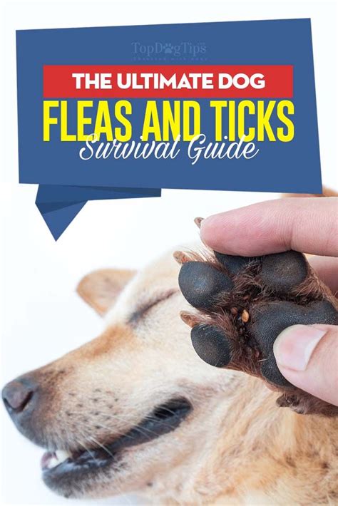 Fleas Be Gone! Ultimate Guide To Protecting Your Pup