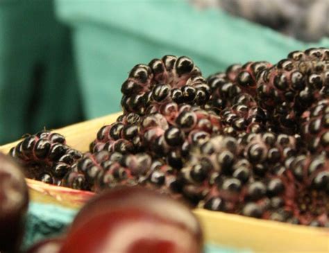 Fresh And Frozen Black Raspberries Tuttle Orchards In Indiana