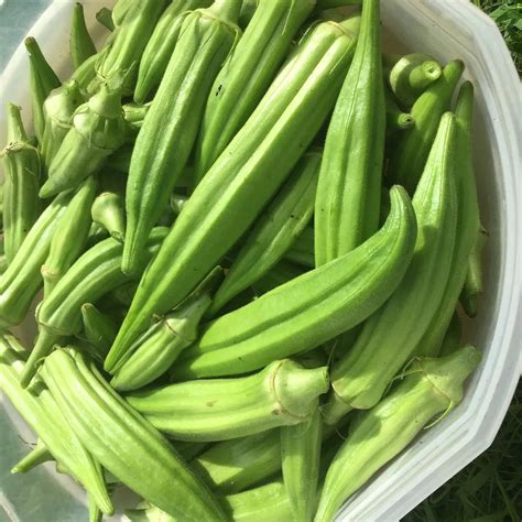 Fresh Okra For Sale