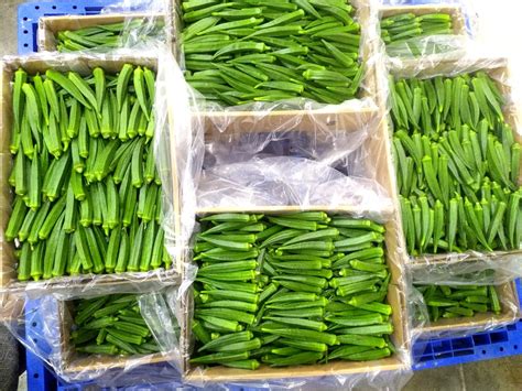 Fresh Okra Fresh Vegetables Organic Fresh Products Fresh Style Weight