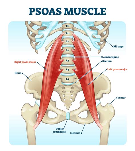 Function Of The Psoas Muscle