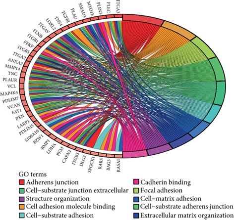 Functional Enrichment Analysis Of Ahnak2 In Adc A Go Analysis Of The Download Scientific