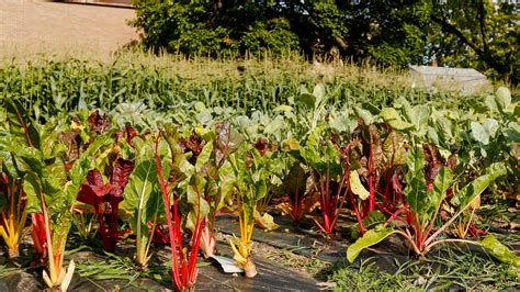 Gardening Don T Get Tempted By Planting Too Early Or Frost Might Bite You