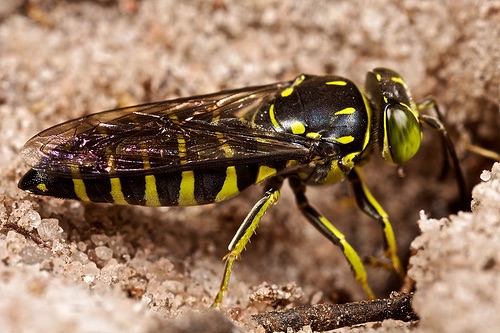 Giant Ground Hornet Texas Bruin Blog