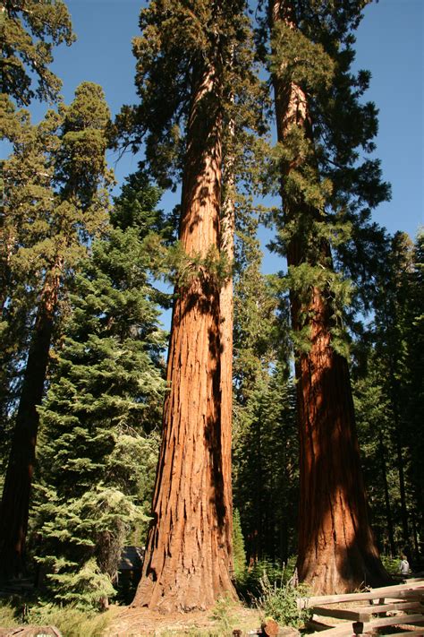 Giant Redwood Trees In Yosemite Free Stock Photo Public Domain Pictures