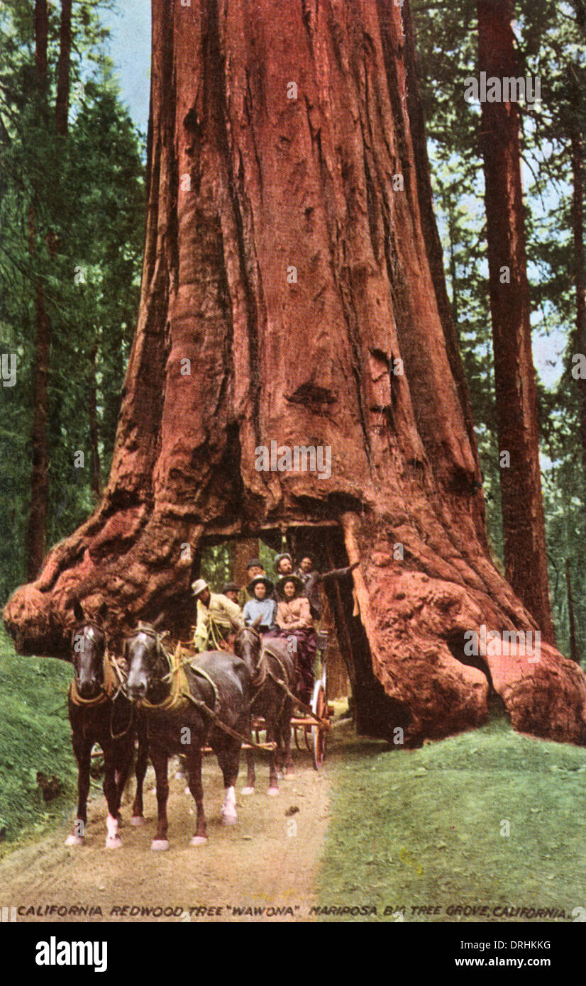 Giant Redwood Yosemite National Park Stock Photo Alamy