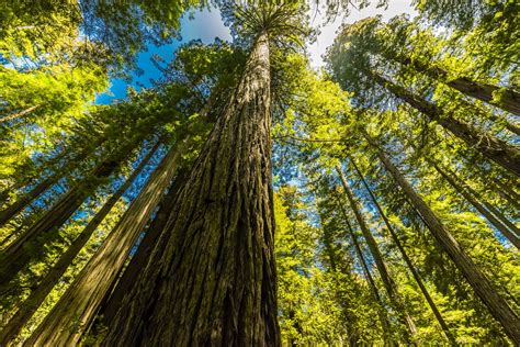 Giant Redwoods National Park