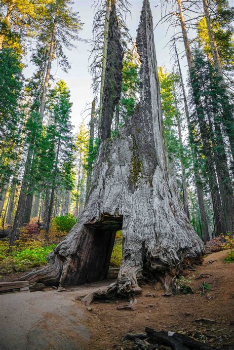 Giant Sequoia Tree In Yosemite National Park California