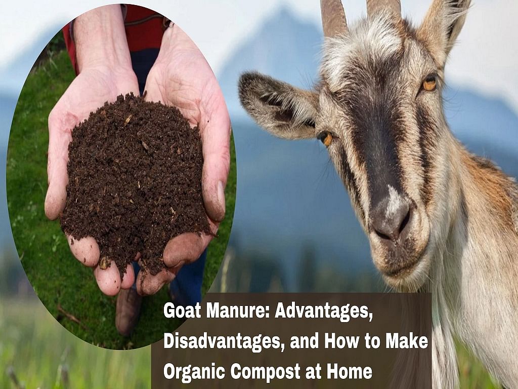 Goat Manure Advantages Disadvantages And How To Make Organic Compost At Home