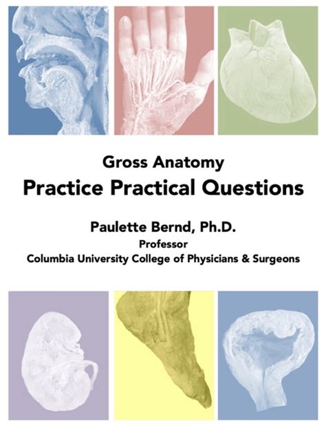 Gross Anatomy Practice Practical Questions By Paulette Bernd Ph D On